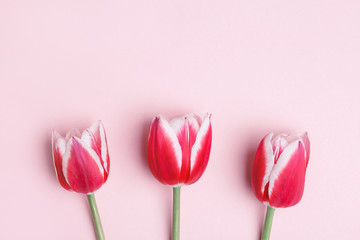 fresh beautiful red and white tulips on pastel pink background, Mother's Day card, spring floral background,  top view, copy space