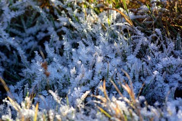 The first autumn frosts, frosty morning.