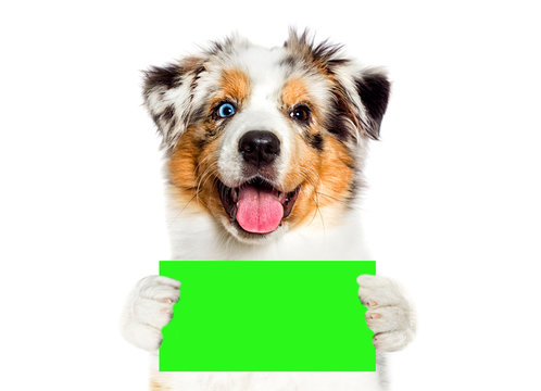 Funny Dog Holding Green Sign, Chroma Key