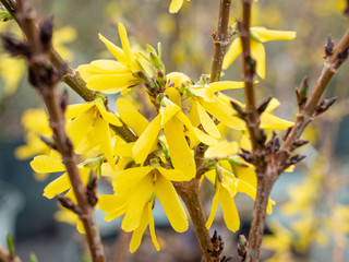 Forsythia
