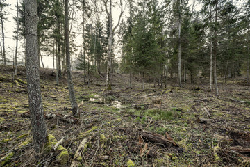 empty winter forest in winter with no snow and no tree leaves. park walkway