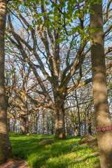 Fototapeta premium Old tree with sprawling branches. Central Sweden