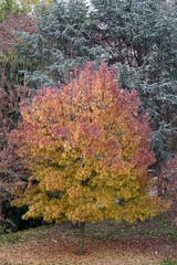 Colorful tree on ground full of red and yellow leaves