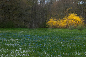 Fototapeta premium Beautiful carpet of bluebell and snowdrop flowers in Spring forest landscape. Sweden.