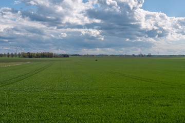 Fototapeta premium Stormy sky over a green sown field with wind power on the background. Central Sweden.