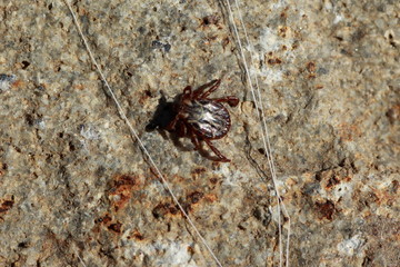 Tique pas encore gorgée de sang