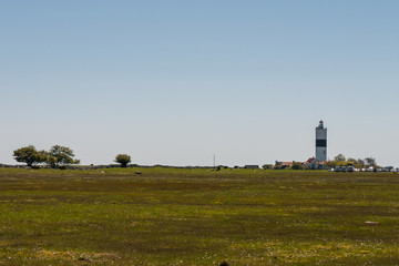 field with lighthouse Lange Jan on the background in the spring in Oland, Sweden