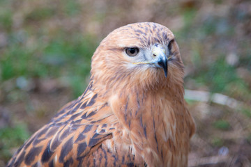 Buzzard buteo close up portrait raptor bird