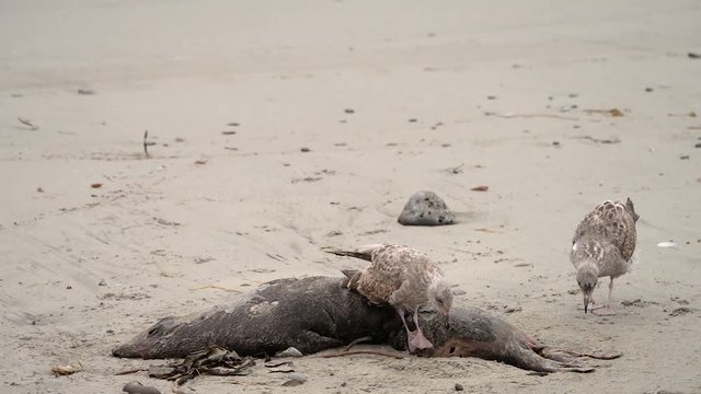 Two seagulls fighting over an elephant seal carcass on a California beach