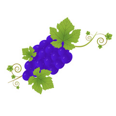 A bunch of black grapes with green leaves on a white background. Vector illustration. Design element for print and web.
