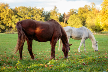 One chestnut and one light grey horse pasturing