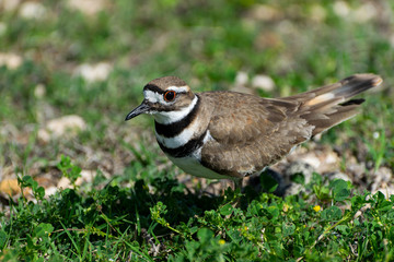 Killdeer bird standing in patch of green clover