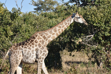 Giraffe in Chobe National Park, Botswana