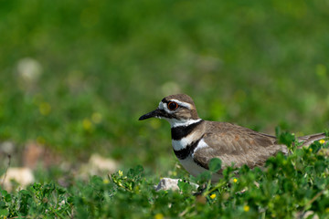 Profile of Killdeer bird sitting on rocky nest