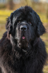 Black Newfoundland giant size dog close-up outside