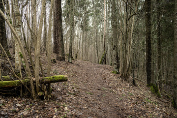 naked winter forest with trees and no snow