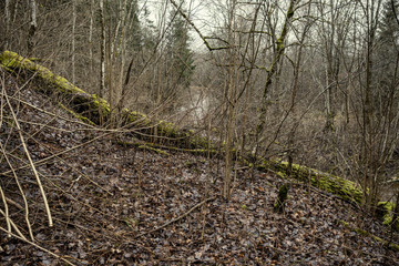 naked winter forest with trees and no snow