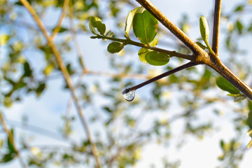 gota de agua en una rama