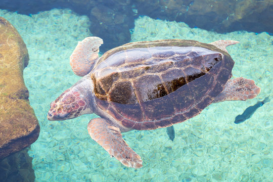 Loggerhead sea turtle (Caretta caretta) swimming, seen from above