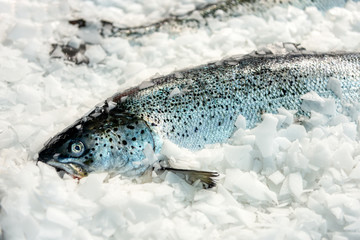 Fish market showcase. Fresh chilled salmon with many carcasses lies on ice crumbs.