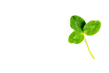 Clover leaf closeup on real clover leaf.