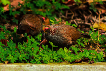 Buffy-crowned Wood-Partridge, Dendrortyx leucophrys. Quail looking for food carefully in the middle of garden.