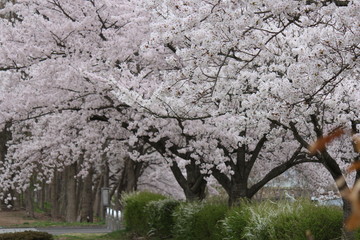 日本の桜