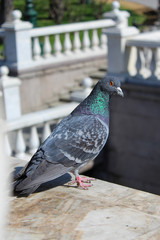 pigeon, dove on balustrade background