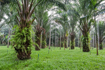 Obraz premium Palm tree in the gaeden