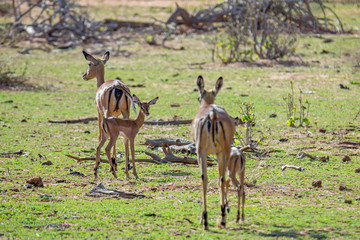 Antilope