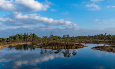 Obraz premium Still water with trees in the swamp land of Kemeri National Park in Latvia