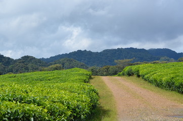 Tea estate in North east of Rwanda