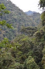 Virgin rainforest in Rwanda's Nyungwe Forest