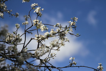 Blooming gardens in spring, blooming spring tree, blooming flowers on trees, spring has come, selective focus, blooming branch on a tree