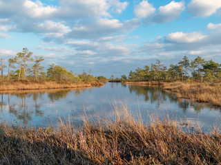 Still water with trees in the swamp land of Kemeri National Park in Latvia