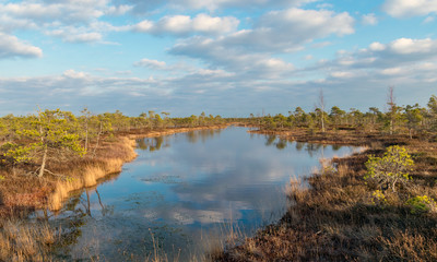 Fototapeta premium Still water with trees in the swamp land of Kemeri National Park in Latvia