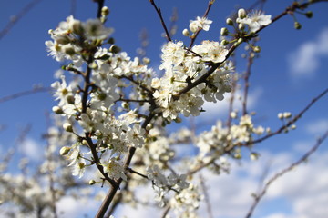Blooming gardens in spring, blooming spring tree, blooming flowers on trees, spring has come, selective focus, blooming branch on a tree