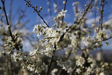 Blooming gardens in spring, blooming spring tree, blooming flowers on trees, spring has come, selective focus, blooming branch on a tree
