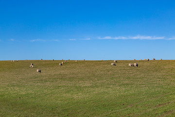 Sheep grazing on a green hillside in Sussex