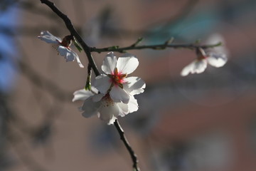 Blooming gardens in spring, blooming spring tree, blooming flowers on trees, spring has come, selective focus, blooming branch on a tree