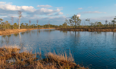 Still water with trees in the swamp land of Kemeri National Park in Latvia