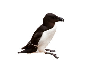 Razorbill / lesser auk (Alca torda) against white background