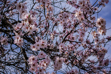branches of a blossoming tree on a background of blue sky. blooming spring apricot tree.
