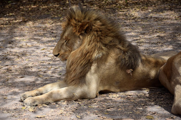 Sleeping lion (Senegal, park)