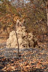 Termite mound (Senegal, Saloum Delta)
