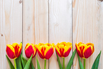 A row of red and yellow tulips on a light wooden background. Copy space. Fresh tender flowers grow along the fence. Hello spring, greetings for women. Spring time. Flat lay