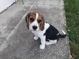 beagle in the garden