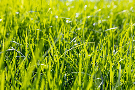 Springtime green grass background in soft focus.