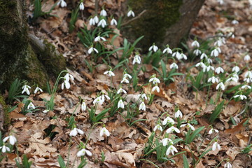 snowdrops in the forest, spring has come, spring blooming, selective focus