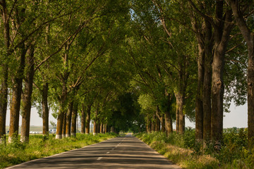 Fototapeta na wymiar Beautiful road like a tunnel through the green trees in the summer, Dobrogea, Romania